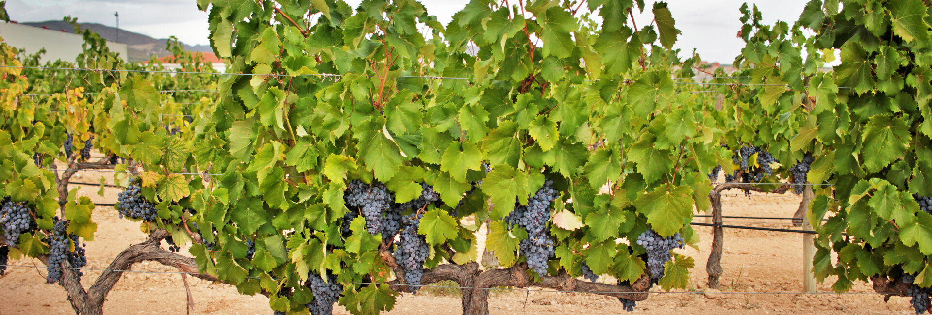 Monastrell – der mächtige Spanier