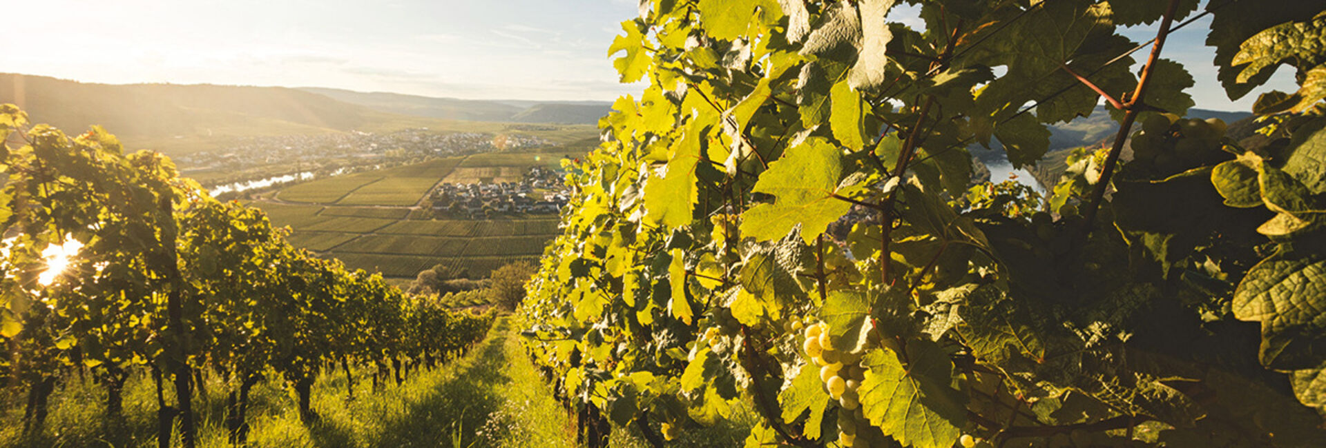 Riesling – ganz schön anspruchsvoll