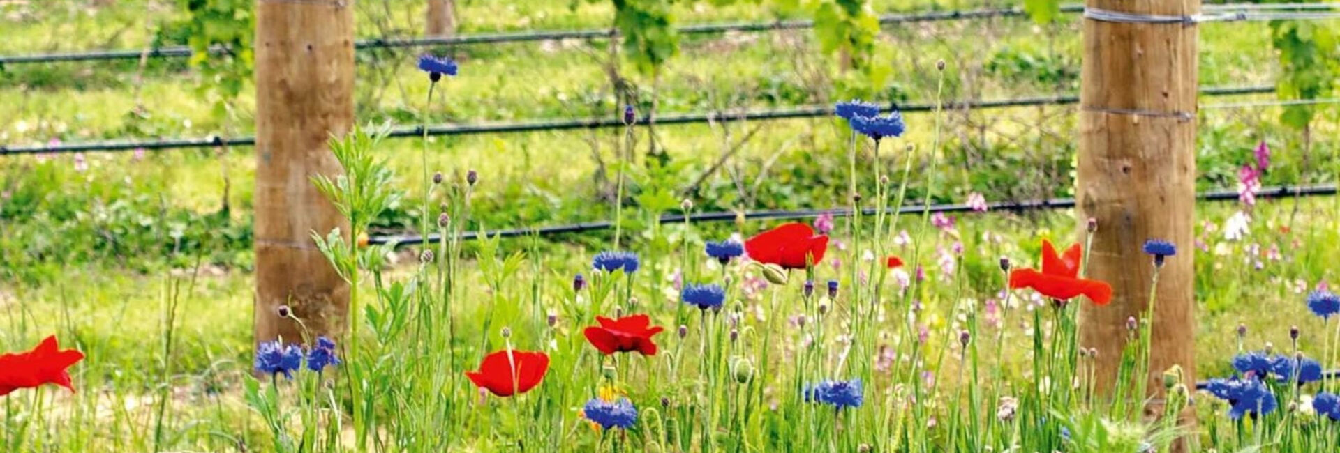 Biodiversität im Weinbau