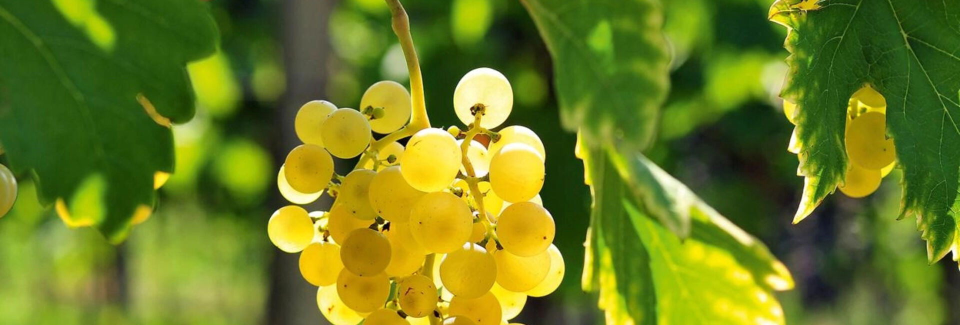 Chasselas- eine Liebeserklärung